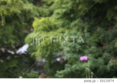 タチアザミ タチアザミ 3013974
