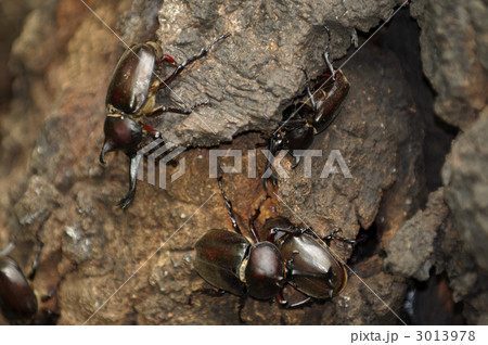 カブト虫 カブト虫 3013978