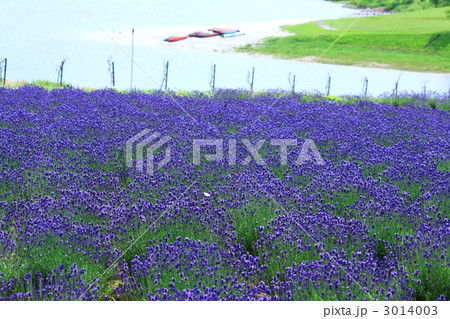 湖畔のラベンダー 湖畔のラベンダー 3014003