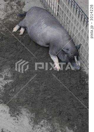 ポットベリー/ミニブタ 3014226