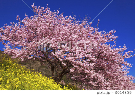 河津桜と菜の花 河津桜と菜の花 3014359