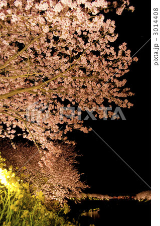 河津桜ライトアップと菜の花と川 3014408