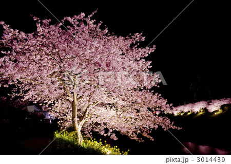 河津桜ライトアップと菜の花と川 3014439