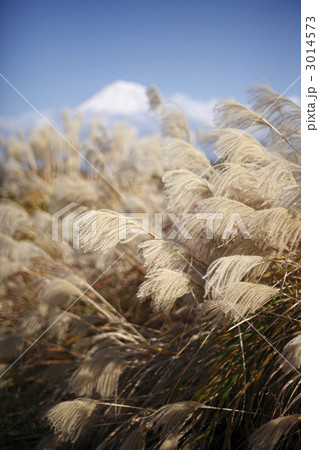 ススキと富士山 3014573