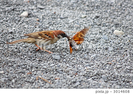アブラゼミを捕食する雀 3014608