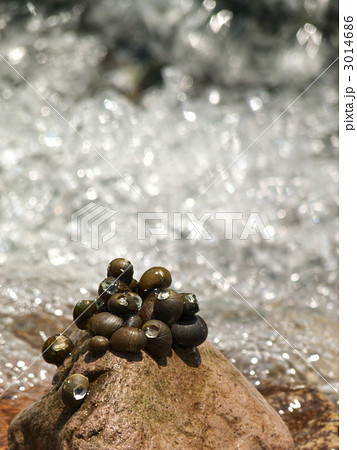 サカマキガイ 3014686