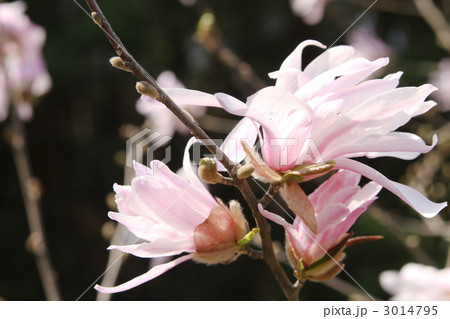 シデコブシ シデコブシ 3014795