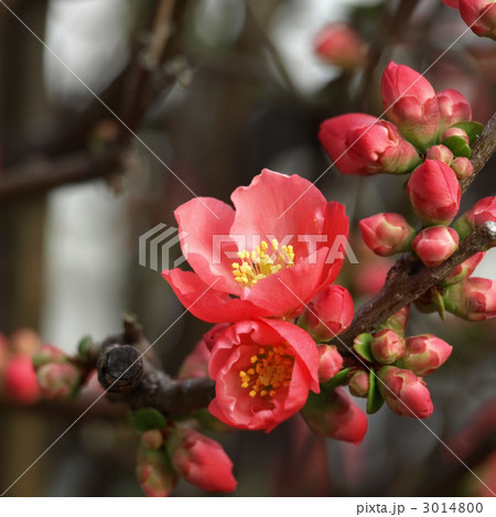 木瓜 木瓜 3014800