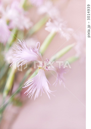 なでしこの花 3014939