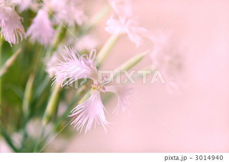 なでしこの花 なでしこの花 3014940