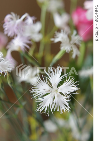 なでしこの花 3014941