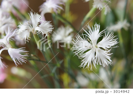 なでしこの花 なでしこの花 3014942