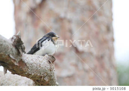ツバメの幼鳥 3015108