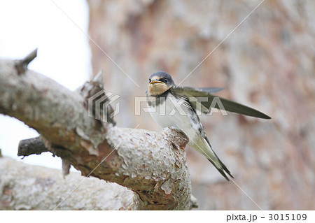 ツバメの幼鳥 ツバメの幼鳥 3015109