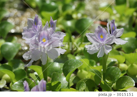 ホテイアオイの花 3015151