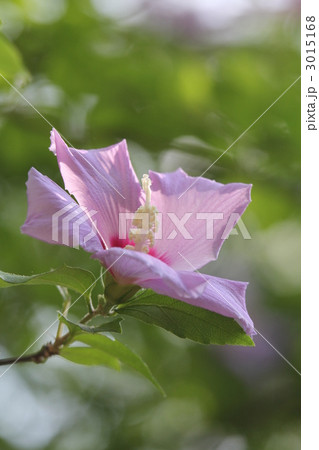 ムクゲ ムクゲ 3015168