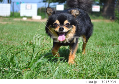 ロングコート 小型犬 チワワの写真素材