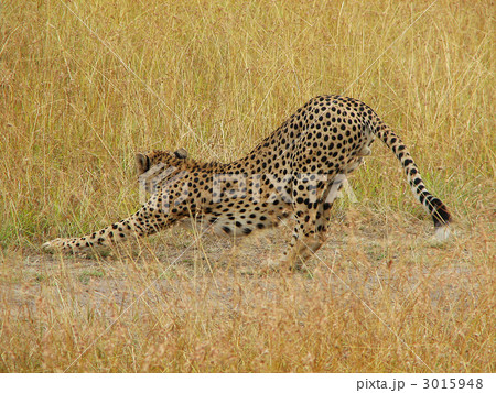 伸びをするチーター 3015948