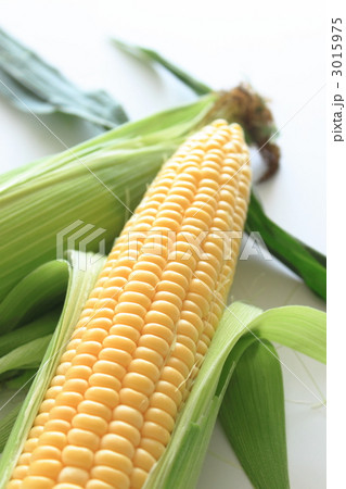 とうもろこし　味来　 3015975
