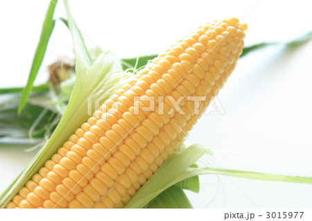 とうもろこし　味来　 3015977
