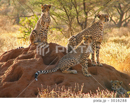 アリ塚の上のチーター アリ塚の上のチーター 3016288