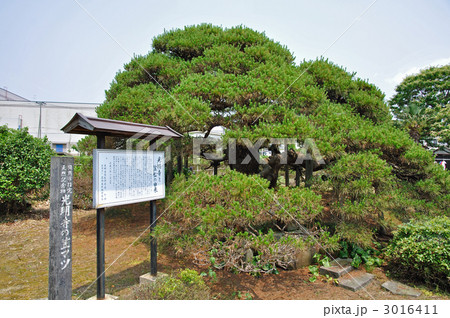 鶴岡散歩・光明寺　鶴岡市天然記念物の笠松 3016411