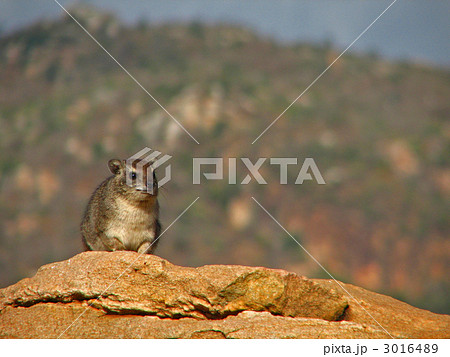 岩場に棲むハイラックス 3016489