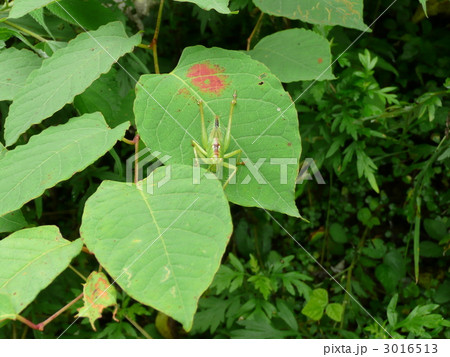 ヤブキリの幼虫 正面 ヤブキリの幼虫 正面 3016513