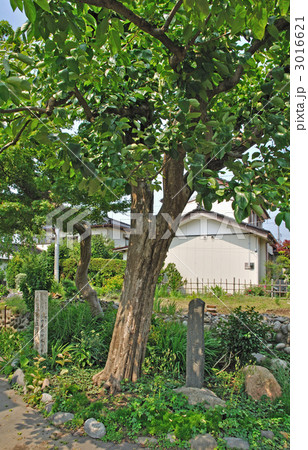 鶴岡散歩・庄内柿の原木 3016621