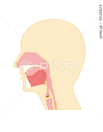 咽頭 断面図 口腔のイラスト素材
