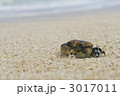 カニ正面 3017011