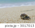 カニのたそがれ 3017013