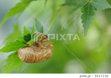 蝉の抜け殻 3017116