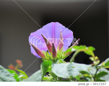 あさがお 3017207