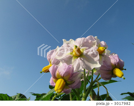 男爵芋の花 男爵芋の花 3017982