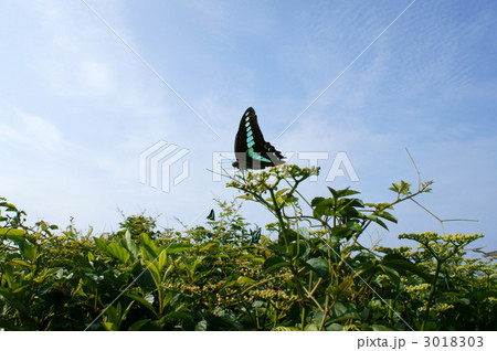 アオスジアゲハとヤブカラシ アオスジアゲハとヤブカラシ 3018303