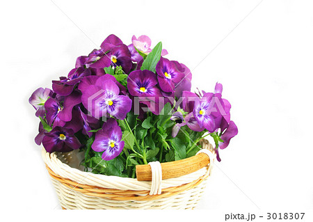 スミレ スミレ 3018307