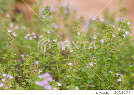 レモンタイム レモンタイム 3018577