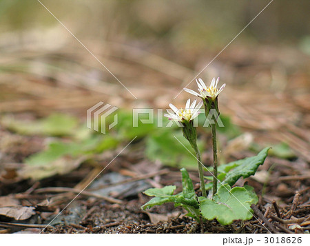 センボンヤリ 3018626