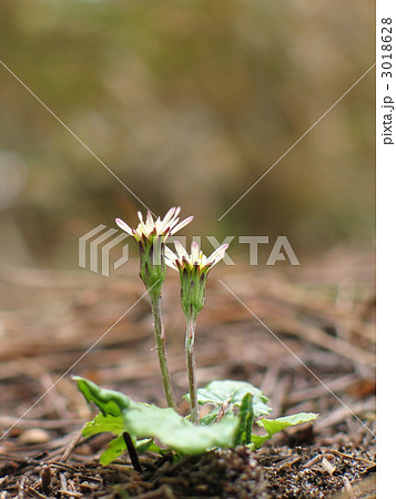 センボンヤリ 3018628