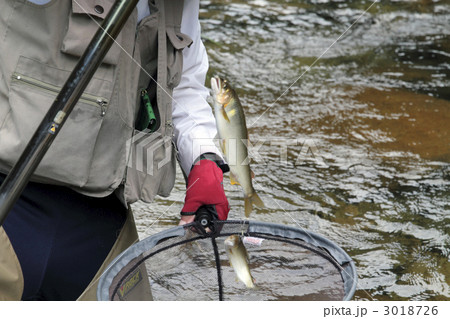 鮎の友釣り 鮎の友釣り 3018726