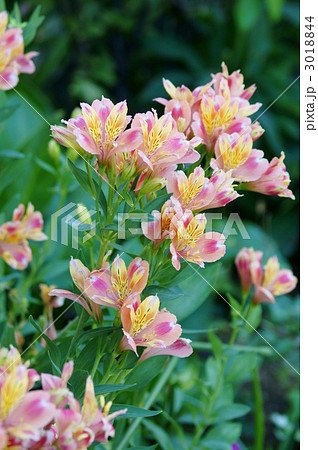 百合水仙 アルストロメリアと申します。 百合水仙 アルストロメリアと申します。 3018844