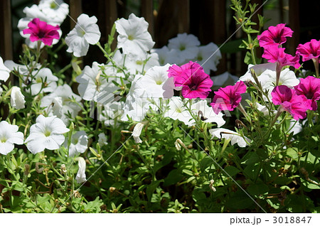 衝羽根朝顔　ツクバネアサガオと申します。 3018847