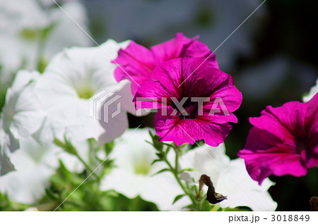 衝羽根朝顔　ツクバネアサガオと申します。 3018849