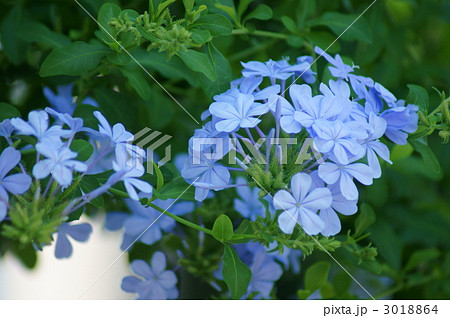 瑠璃茉莉 るりまつり 瑠璃茉莉 るりまつり 3018864