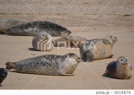 Grey Seals 3018879