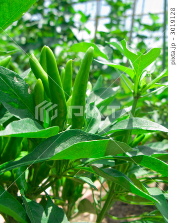 トウガラシ 3019128