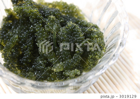 海ぶどう 3019129