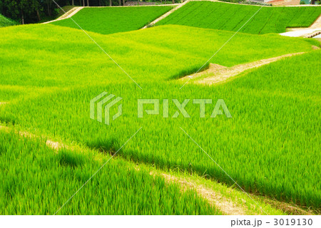 三条市北五百川の棚田 三条市北五百川の棚田 3019130
