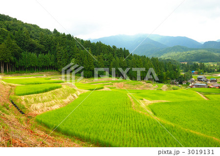 三条市北五百川の棚田 三条市北五百川の棚田 3019131